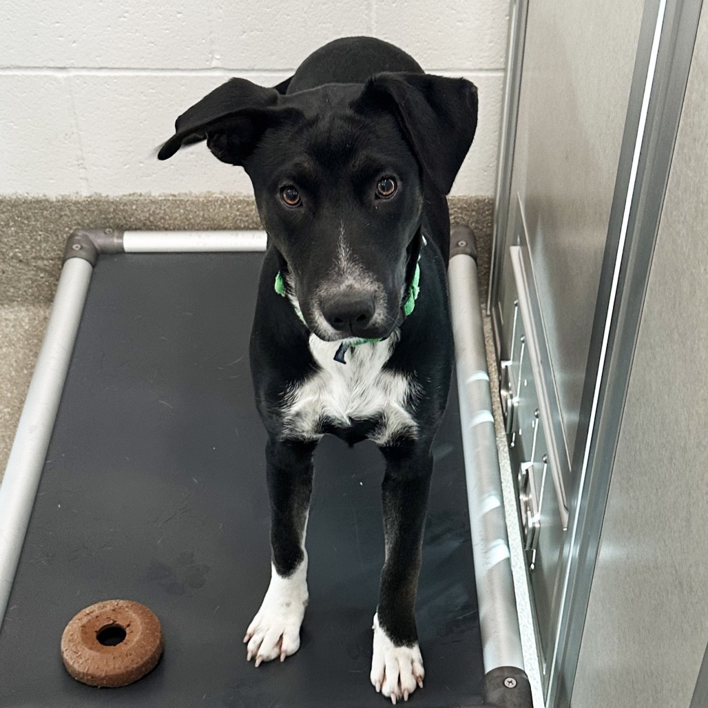 Kiwi, an adoptable Mixed Breed in Hailey, ID, 83333 | Photo Image 4