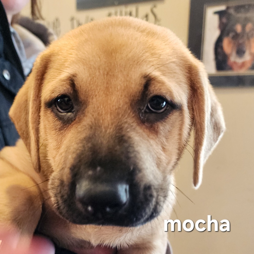 Bam (Mocha Latte)