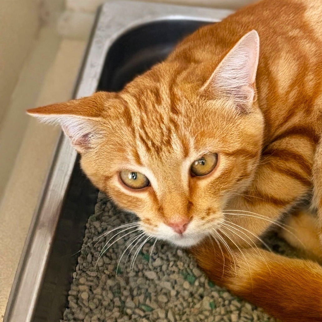 Caterpillar, an adoptable Domestic Short Hair in Rifle, CO, 81650 | Photo Image 1