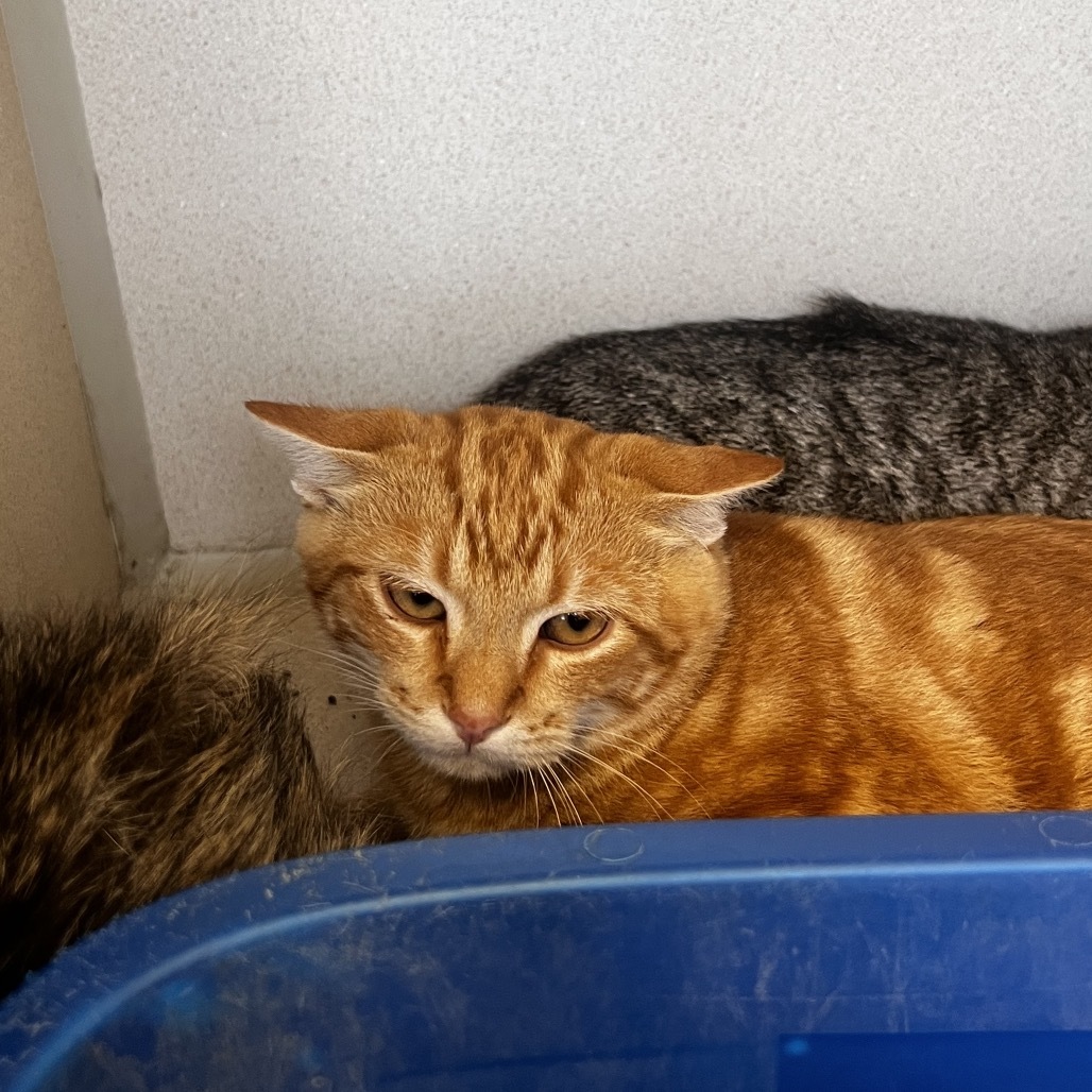 Caterpillar, an adoptable Domestic Short Hair in Rifle, CO, 81650 | Photo Image 2