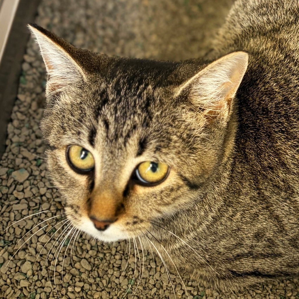 Cocoon, an adoptable Domestic Short Hair in Rifle, CO, 81650 | Photo Image 1