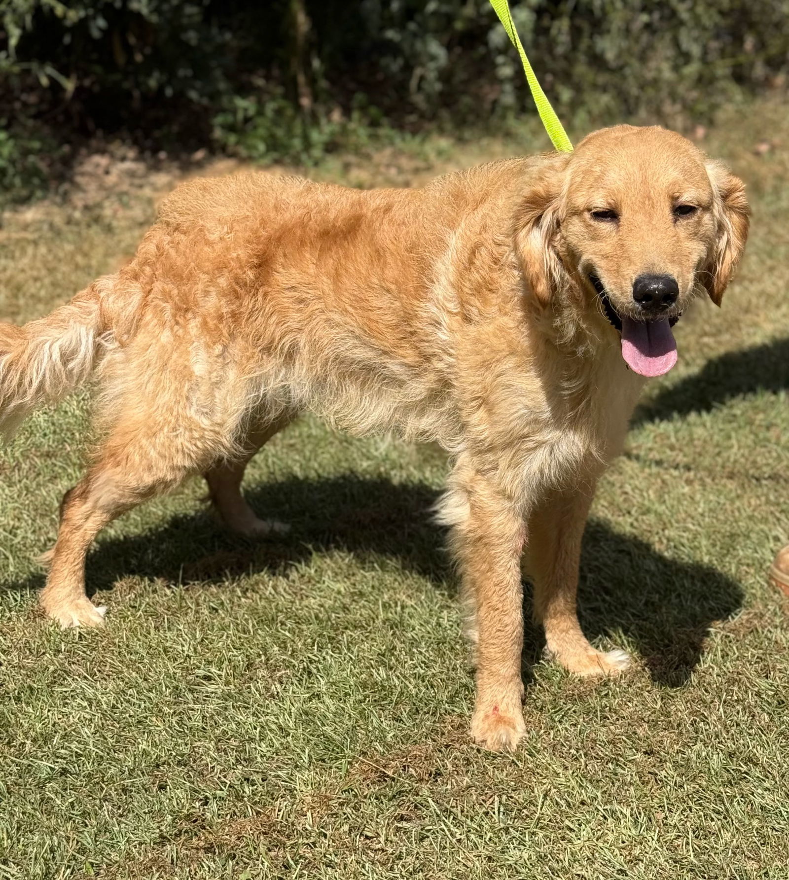 Harper Golden