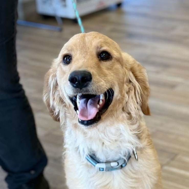 Harper Golden