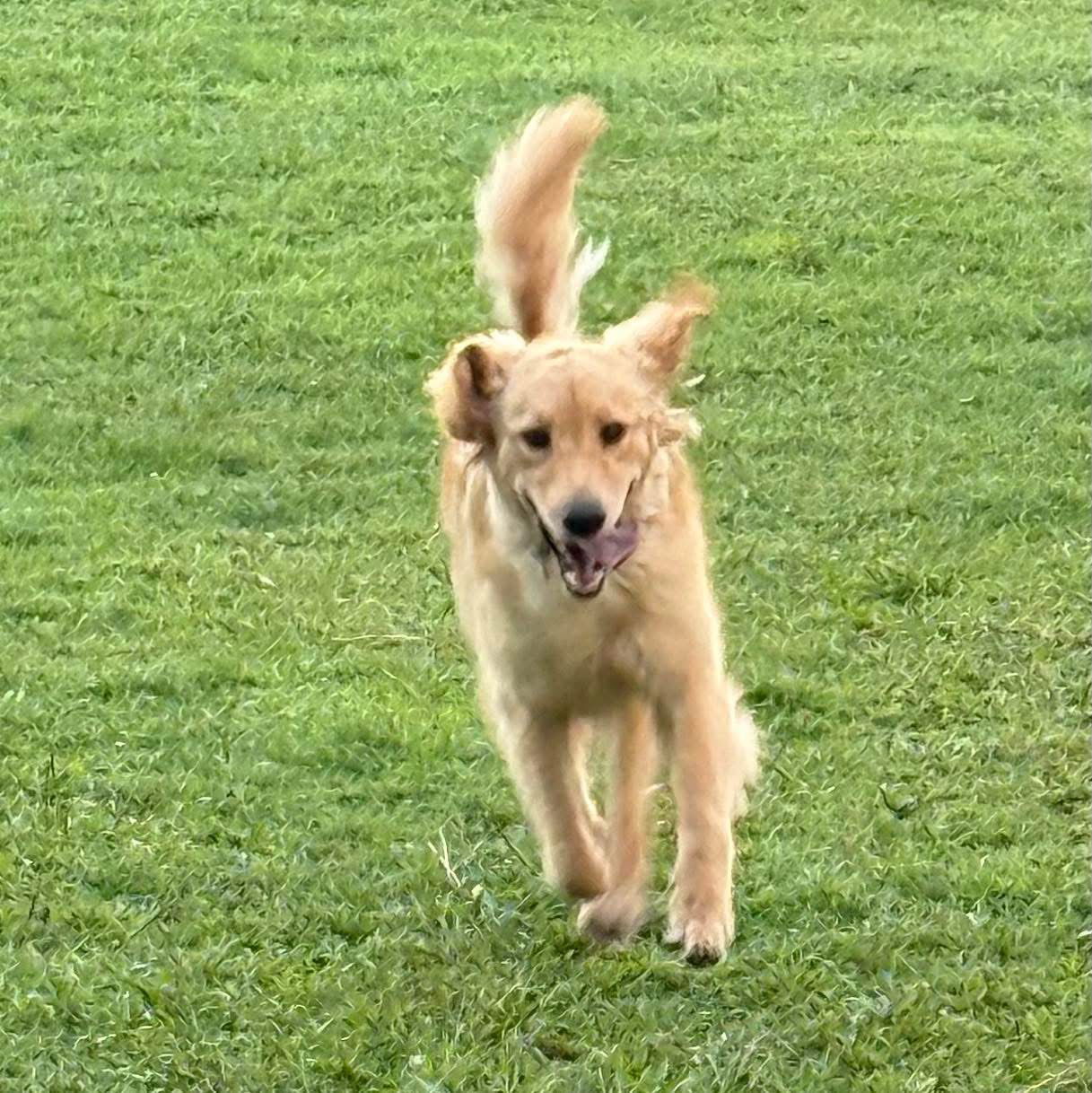 Harper Golden