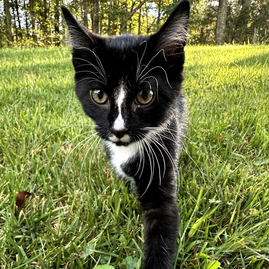 Callie
