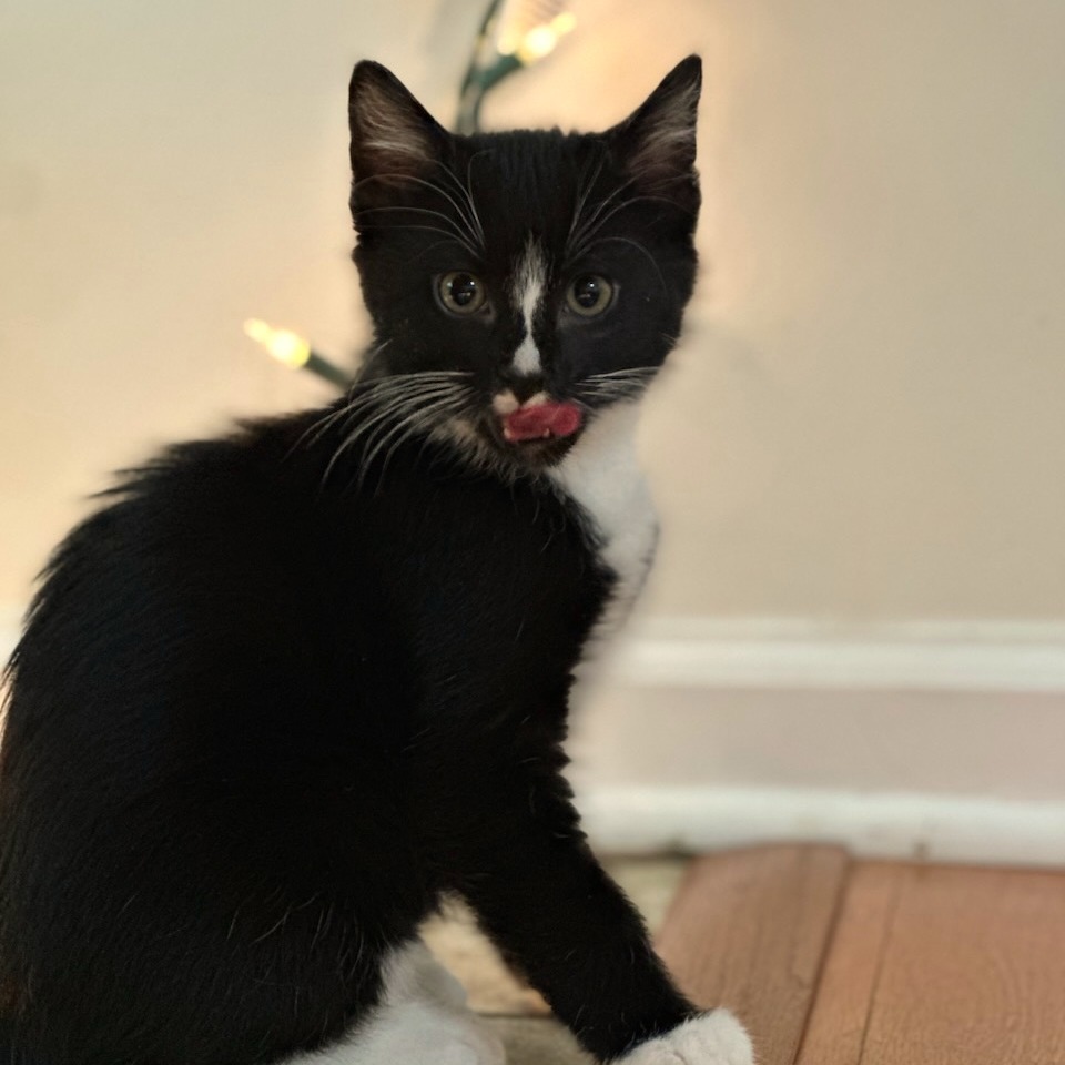 Callie