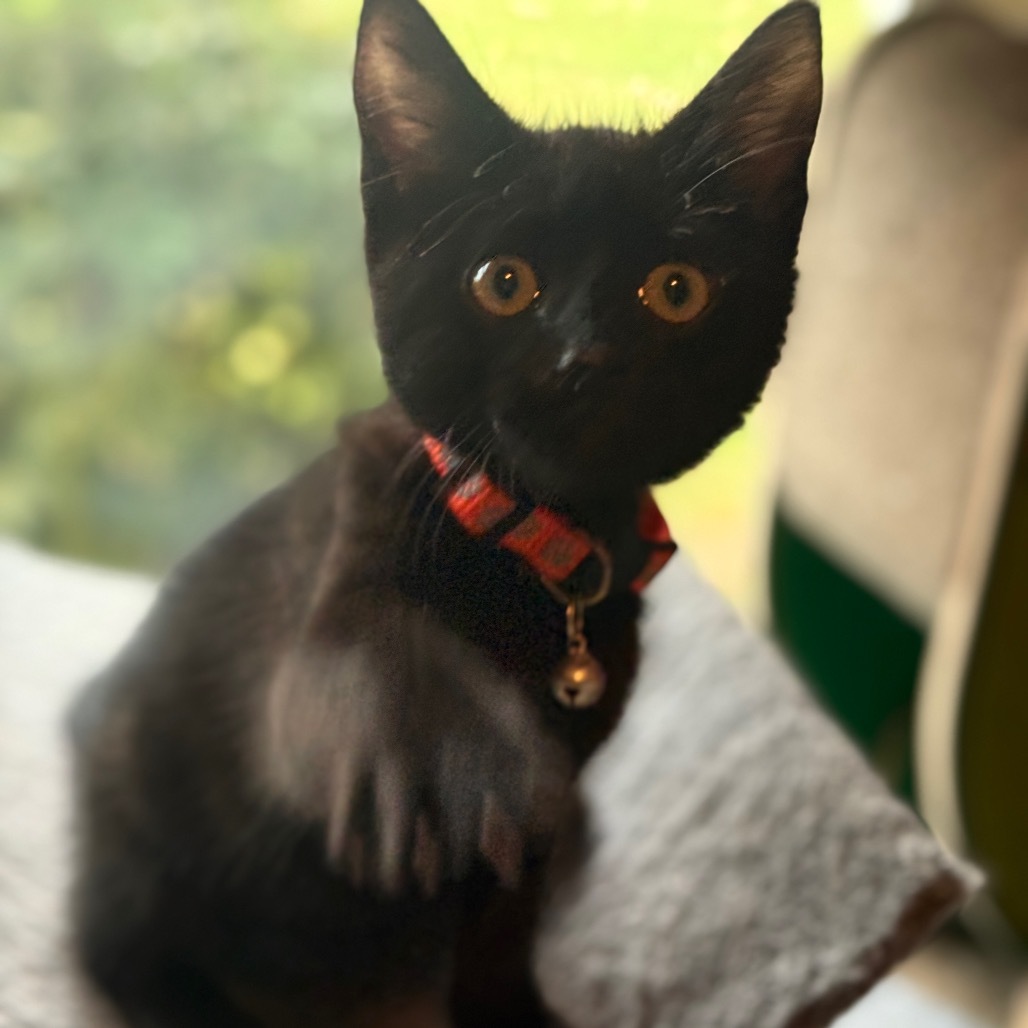 Pistachio