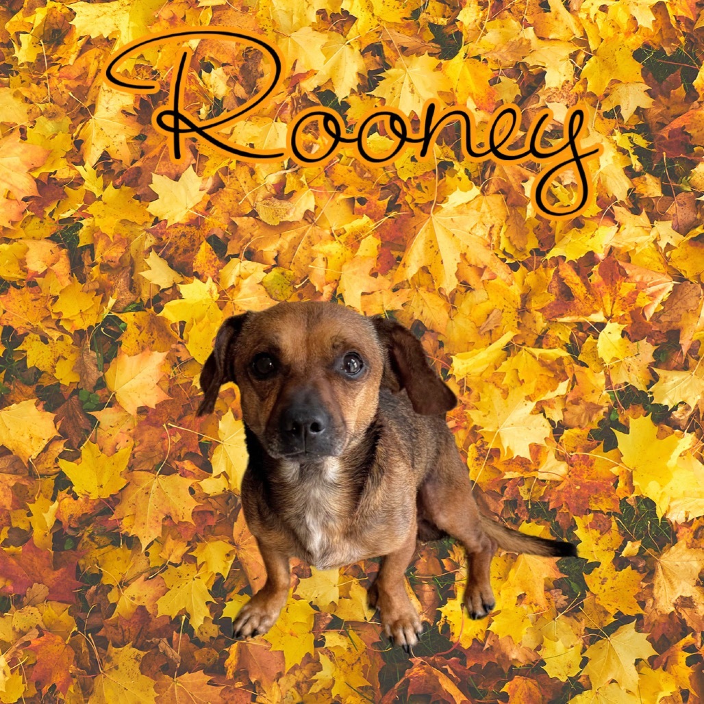 Rooney