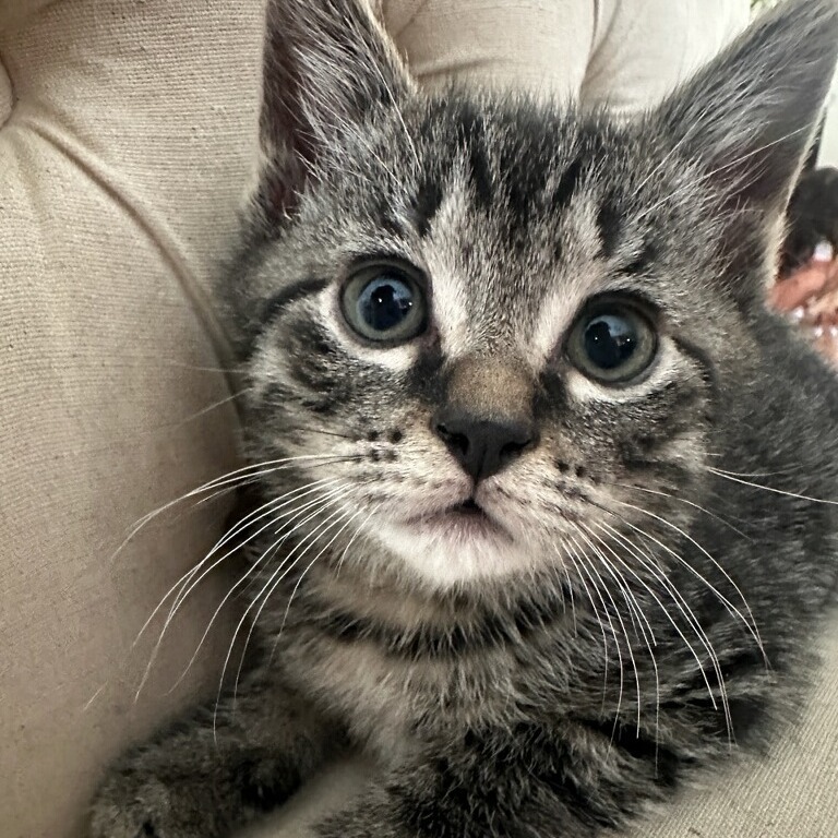 Astro