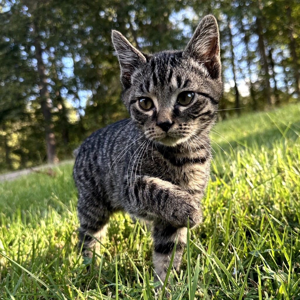 Astro
