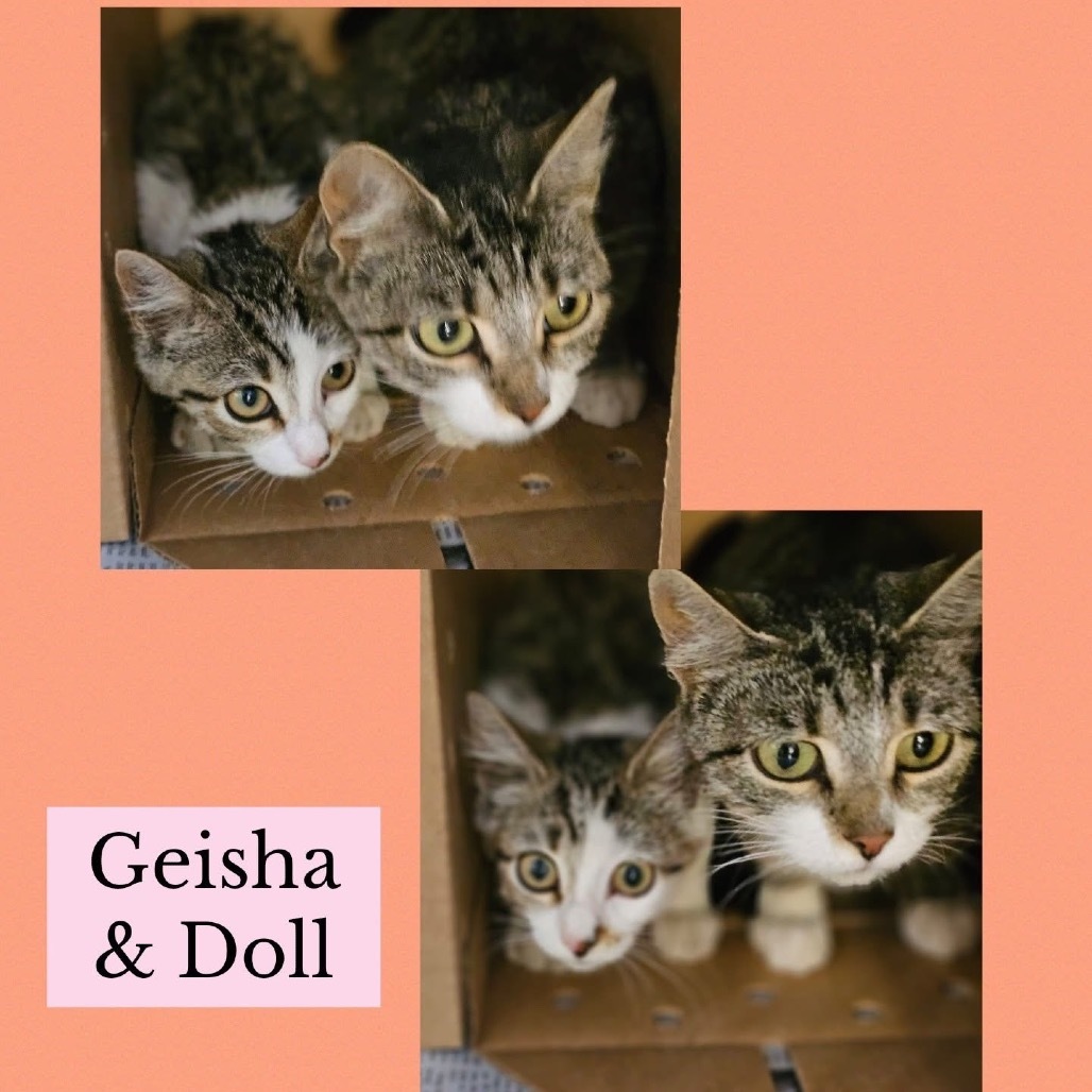 Geisha