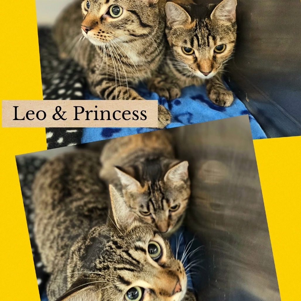 Leo