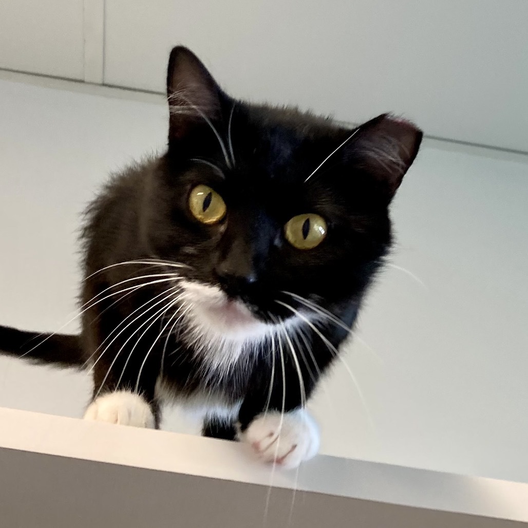 Fig