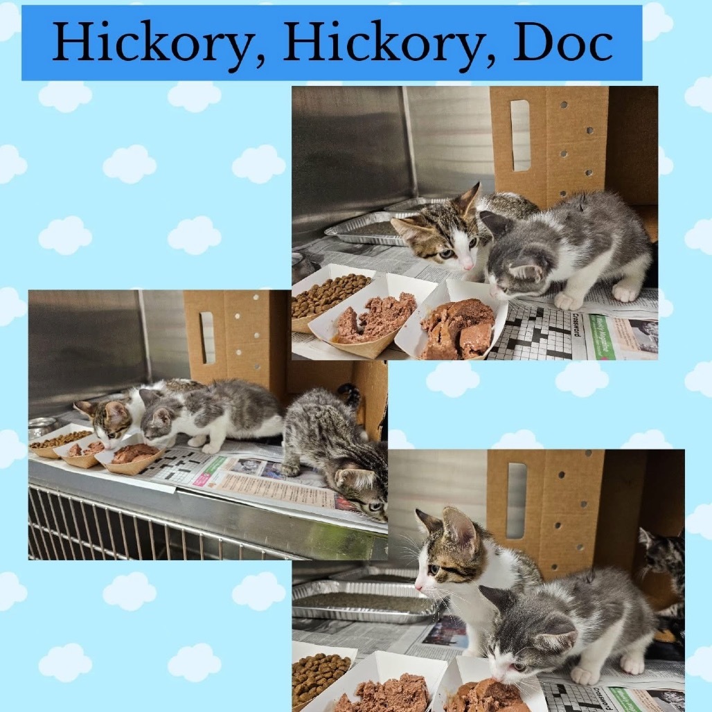 Hickory