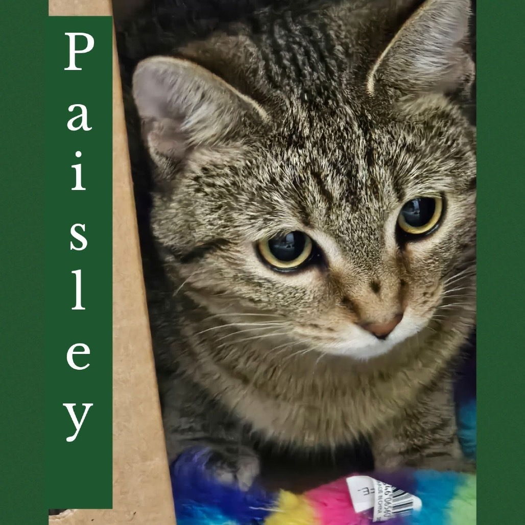 Paisley