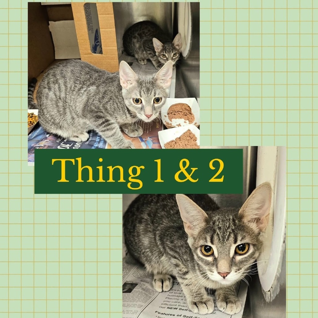 Thing 2