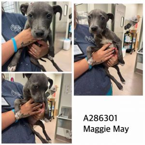 MAGGIE MAY