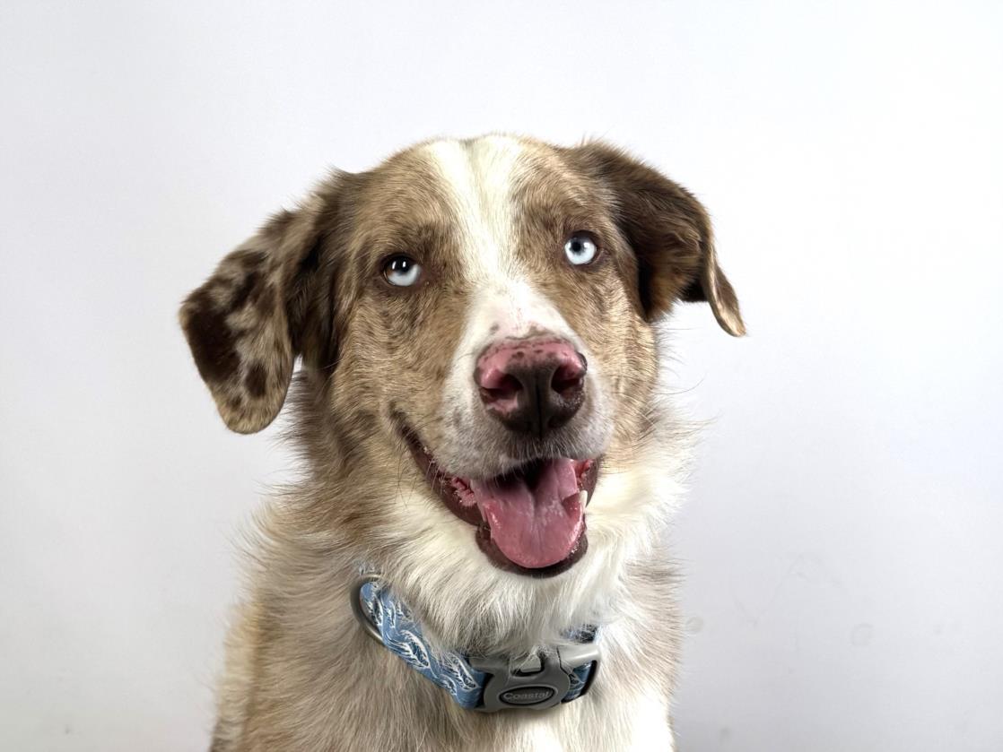 DUKE