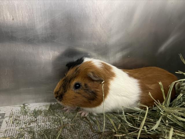 OSCAR