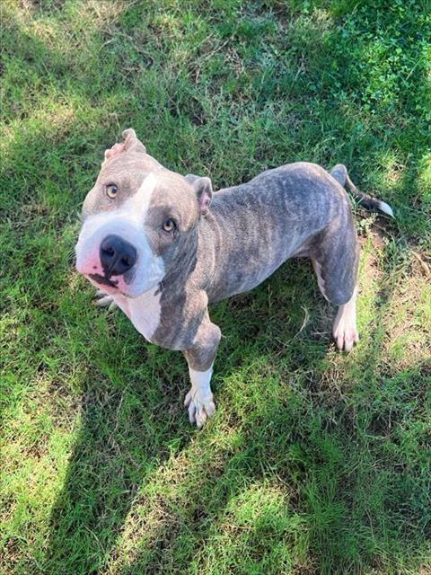DYSON, an adoptable Pit Bull Terrier, Mixed Breed in Blythe, CA, 92225 | Photo Image 1
