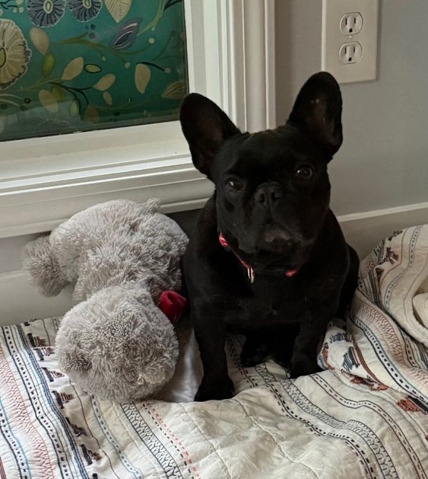 Estrella thumbnail 2