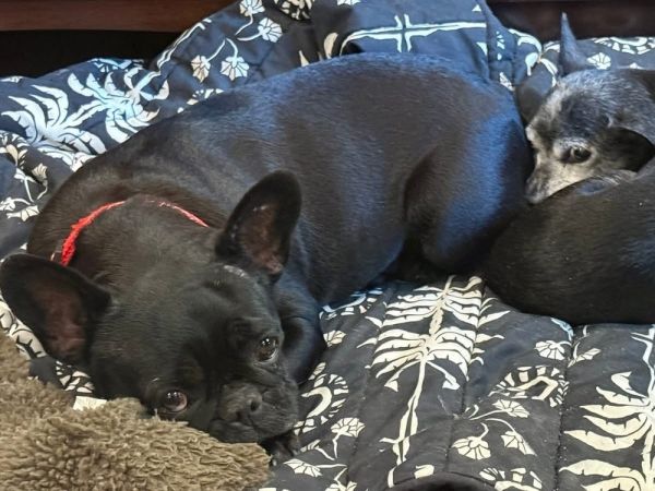 Estrella thumbnail 3