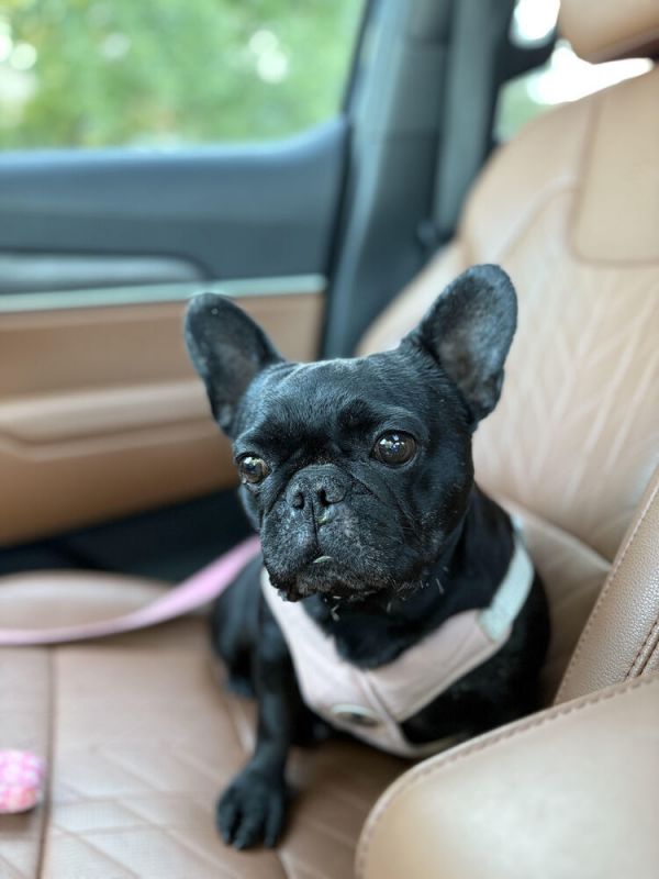 Estrella thumbnail 4