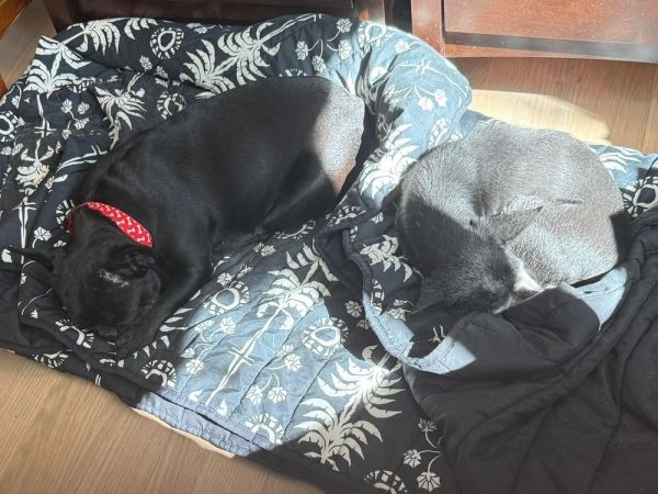 Estrella thumbnail 5