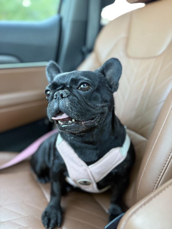 Estrella thumbnail 6