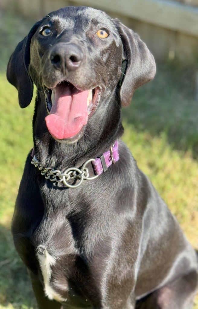 Harper, an adoptable Labrador Retriever, Weimaraner in Great Bend, KS, 67530 | Photo Image 1