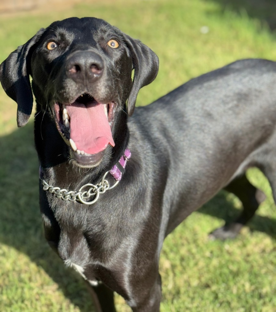 Harper, an adoptable Labrador Retriever, Weimaraner in Great Bend, KS, 67530 | Photo Image 2