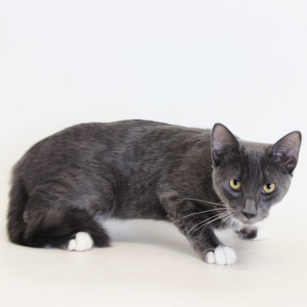 Kelsey, an adoptable Domestic Short Hair in Redding, CA, 96099 | Photo Image 1