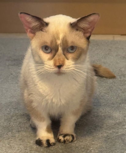 Snowball, an adoptable Munchkin in Oakland Park, FL, 33334 | Photo Image 1