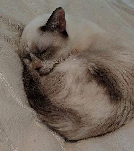 Snowball