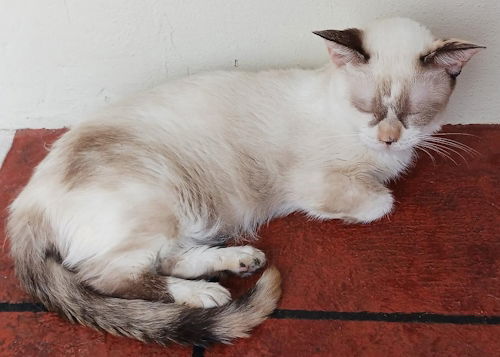 Snowball, an adoptable Munchkin in Oakland Park, FL, 33334 | Photo Image 2