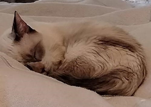 Snowball thumbnail 2