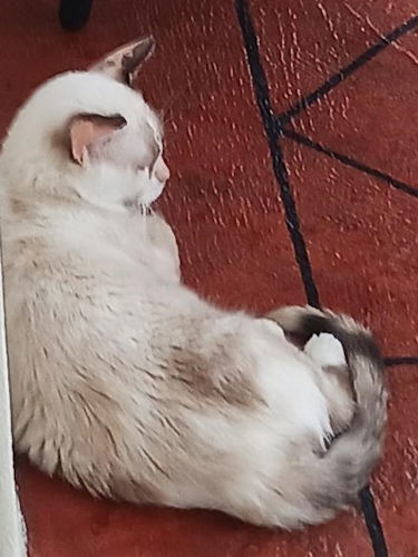 Snowball, an adoptable Munchkin in Oakland Park, FL, 33334 | Photo Image 3