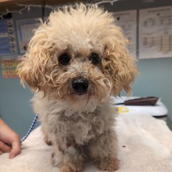 Tiny Tim thumbnail 2