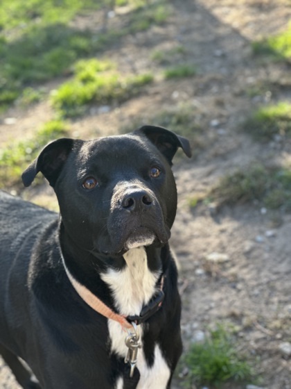 Jake, an adoptable Mixed Breed in Rhinelander, WI, 54501 | Photo Image 1