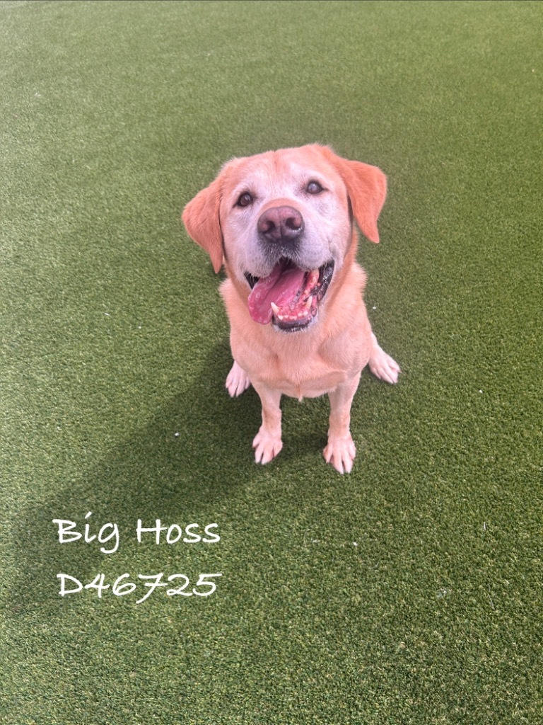 Big Hoss