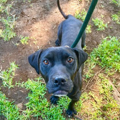 Lava, an adoptable Pit Bull Terrier, Mixed Breed in Honolulu, HI, 96826 | Photo Image 1