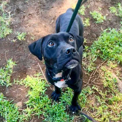 Lava, an adoptable Pit Bull Terrier, Mixed Breed in Honolulu, HI, 96826 | Photo Image 2