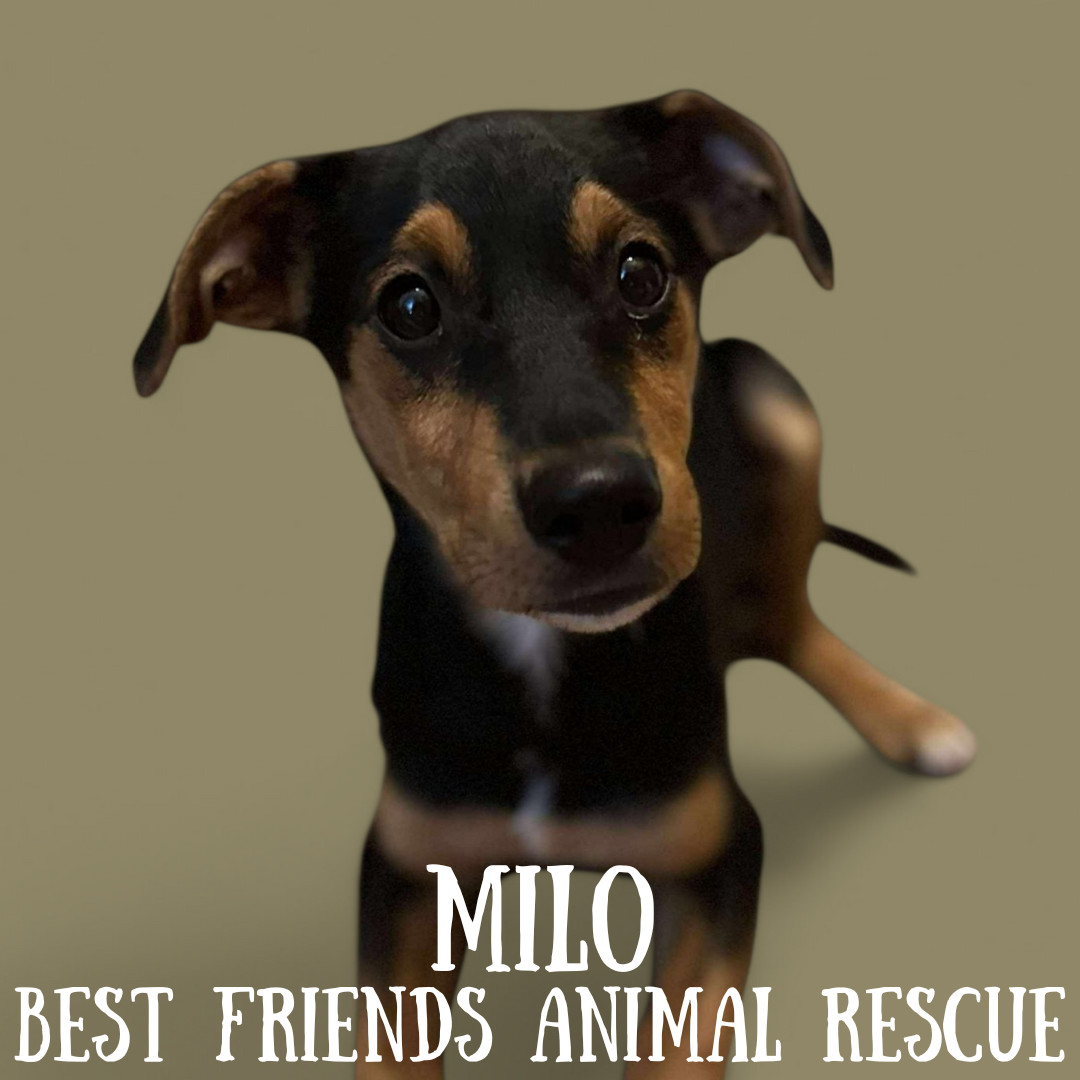 Milo, an adoptable Welsh Springer Spaniel in Wasilla, AK, 99654 | Photo Image 1