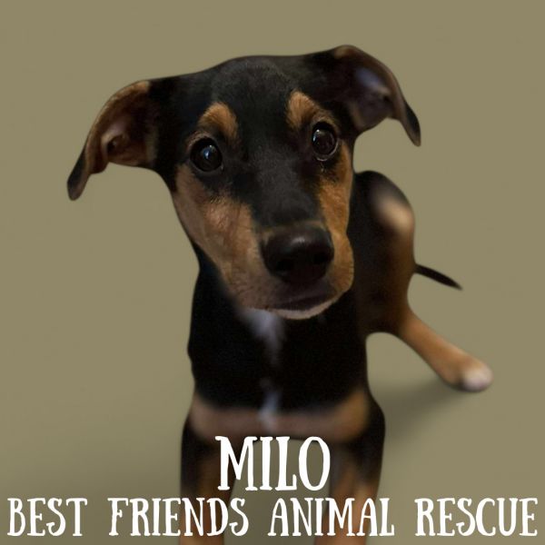 Milo