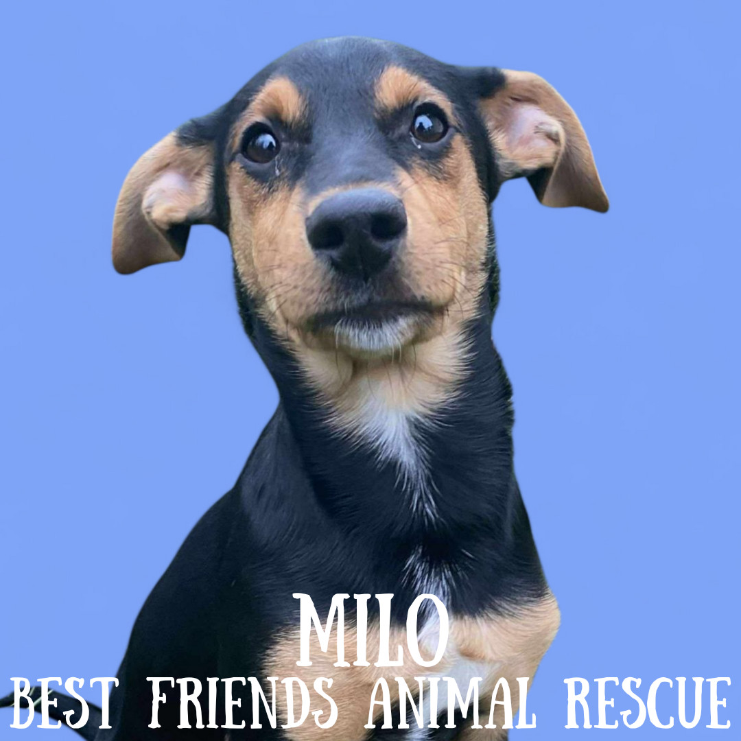 Milo, an adoptable Welsh Springer Spaniel in Wasilla, AK, 99654 | Photo Image 3