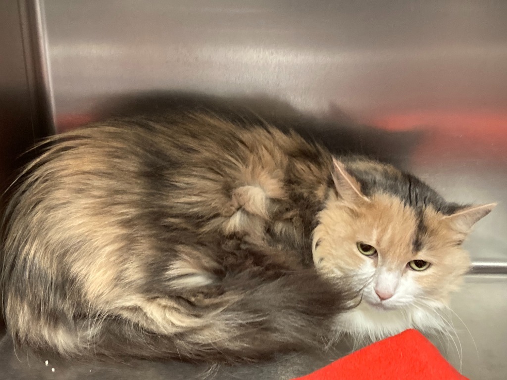 Rollie, an adoptable Domestic Long Hair in Kenai, AK, 99611 | Photo Image 2