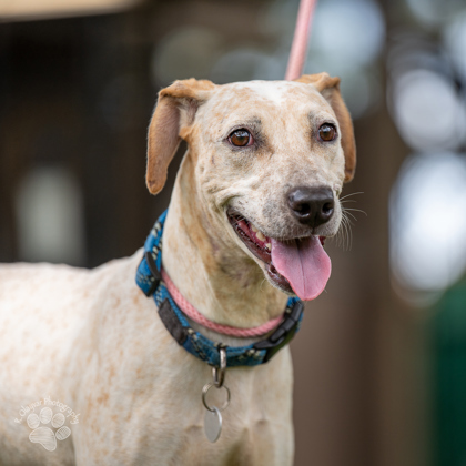 Lillipup, an adoptable Mixed Breed in Honolulu, HI, 96826 | Photo Image 1