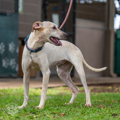 Lillipup, an adoptable Mixed Breed in Honolulu, HI, 96826 | Photo Image 2