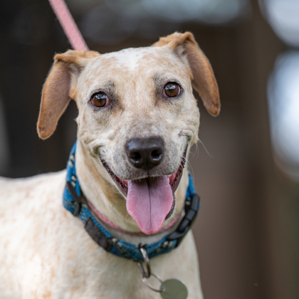 Lillipup, an adoptable Mixed Breed in Honolulu, HI, 96826 | Photo Image 3