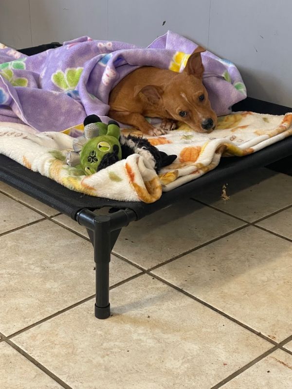 Tater Tot